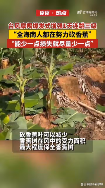 全海南人都在努力砍香蕉葉，網友祈禱：颱風手下留情啊！