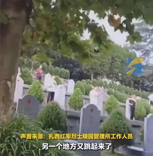 大媽在烈士陵園裡跳廣場舞后續:管理所回應趕不走,評論區熱議