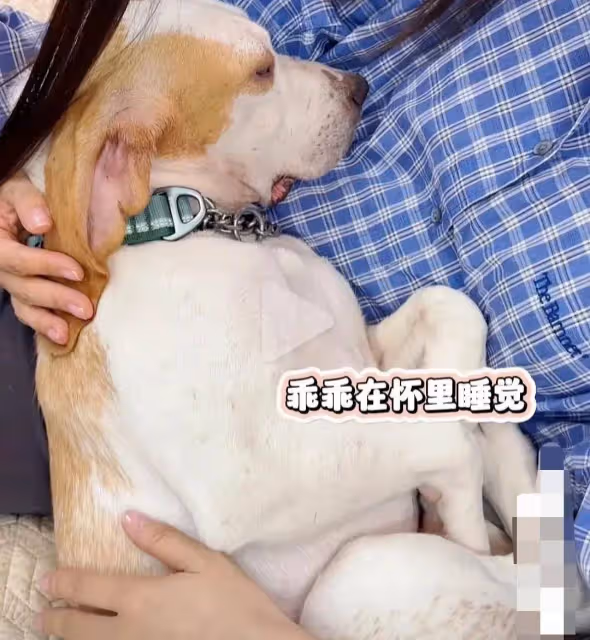 袁姍姍領養實驗犬卻被嘲學霍思燕,這一次網友終於為袁姍姍發聲了
