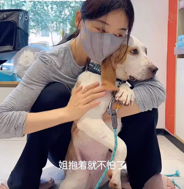 袁姍姍領養實驗犬卻被嘲學霍思燕,這一次網友終於為袁姍姍發聲了