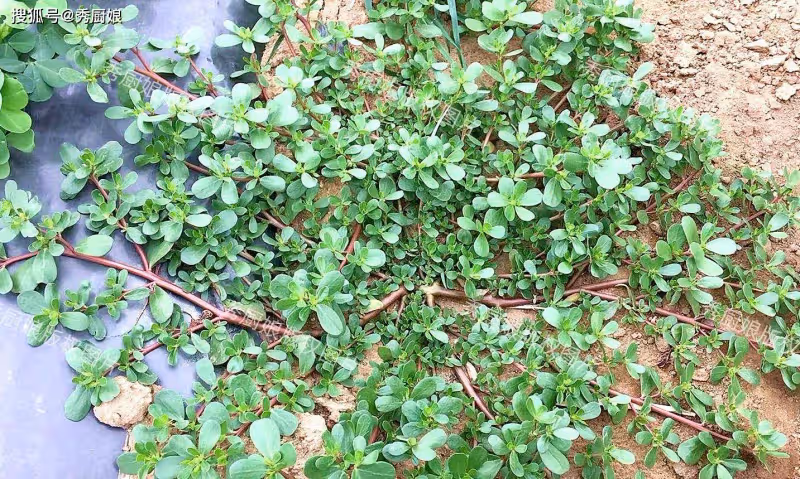 老話說「吃4草,不往醫院跑」,4草是什麼?該怎麼吃?快來了解下!
