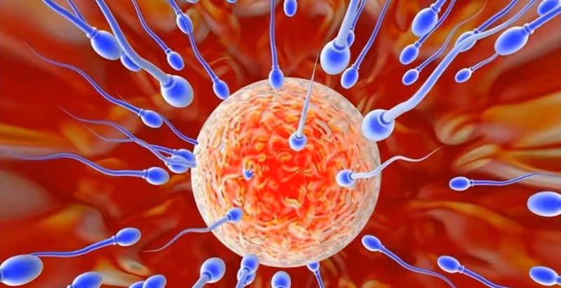 精子進入女人體內,除了「受精」的那顆外,剩下的都去了哪裡呢?