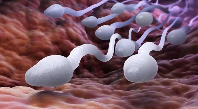 精子進入女人體內,除了「受精」的那顆外,剩下的都去了哪裡呢?