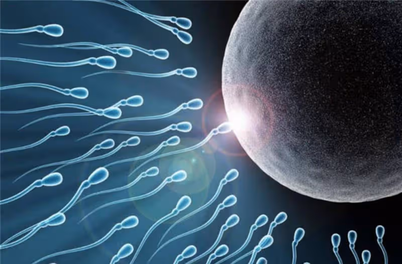 精子進入女人體內,除了「受精」的那顆外,剩下的都去了哪裡呢?