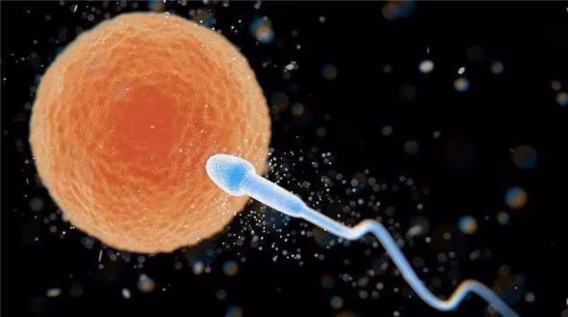 精子進入女人體內,除了「受精」的那顆外,剩下的都去了哪裡呢?