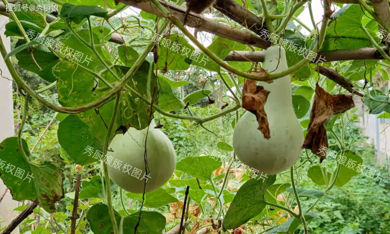立秋後,少吃花生瓜子,多吃3種鹼性菜,頭髮烏黑口不臭,更健康