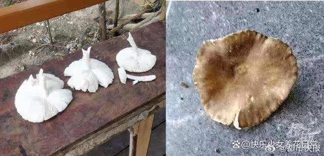 丈夫誤食老婆摘野蘑菇險喪命ICU急救