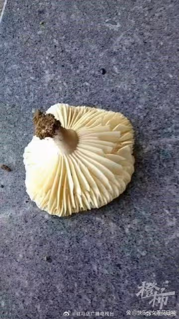 丈夫誤食老婆摘野蘑菇險喪命ICU急救