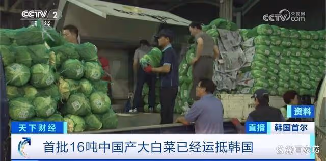 韓國人用捲心菜娃娃菜代替大白菜