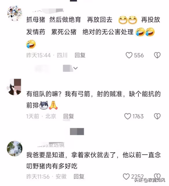 300頭野豬懸賞72萬,平民老百姓卻參與不了!更多細節公布……
