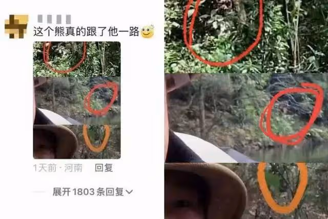 博主獨闖哀牢山「被大量凶獸盯上」？當事人回應：是樹根