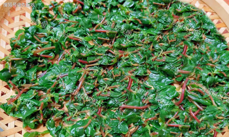 秋天遇到這菜使勁吃,農村遍地是,割20斤曬成干,冬天燉肉吃真香