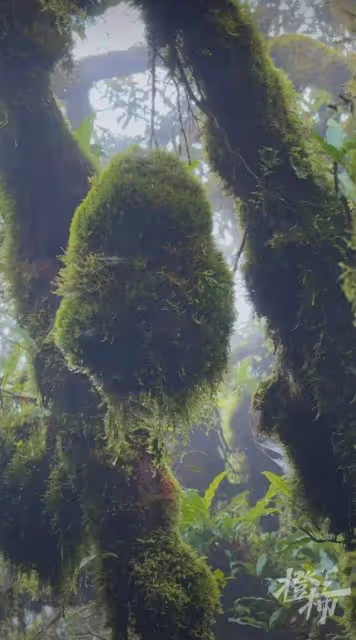 爆火的哀牢山到底有多兇險？曾發生多起人員失聯遇難