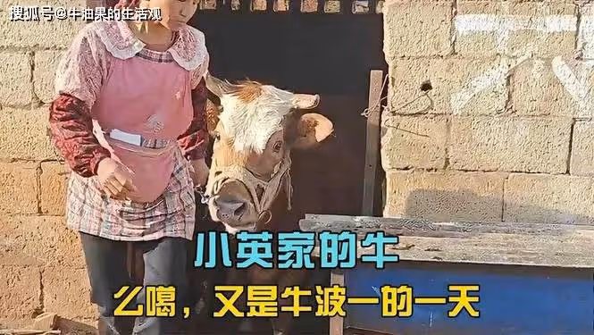 小楊哥掉粉超850萬,億萬網紅翻身無望,桃色事件只是冰山一角