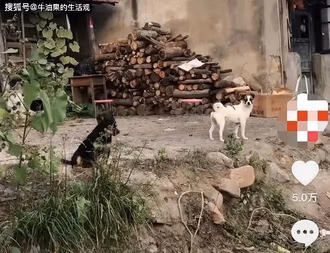 小楊哥掉粉超850萬,億萬網紅翻身無望,桃色事件只是冰山一角