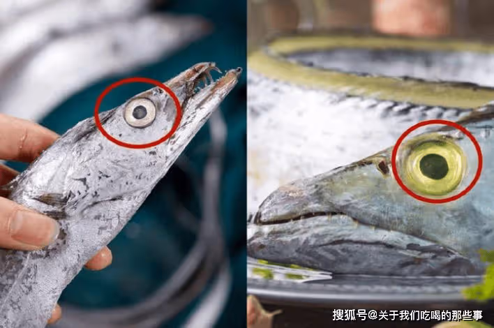 買帶魚,切記區分「黑眼睛」和「黃眼睛」,區別不小,搞懂再花錢