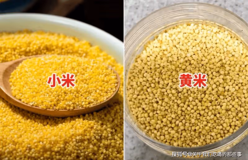 同樣是粗糧,一個叫小米,一個叫黃米,它倆區別大,別再買錯了
