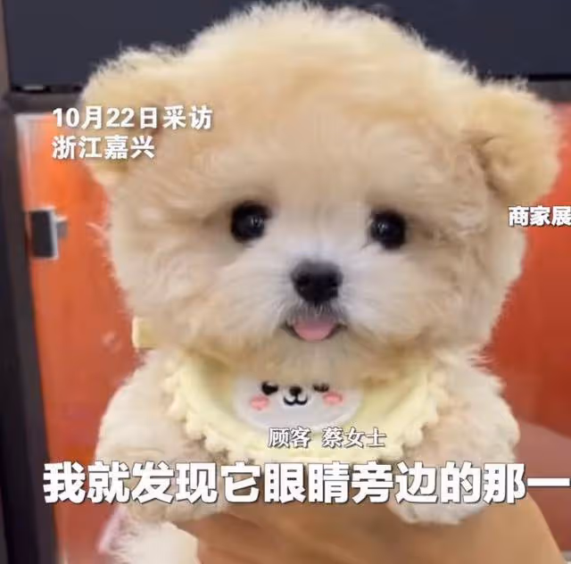 崩潰!花近2萬網購的泰迪竟被裁耳畫眼線,商家回應:顧客沒問我就沒說