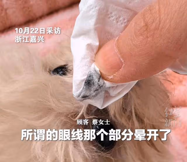 崩潰!花近2萬網購的泰迪竟被裁耳畫眼線,商家回應:顧客沒問我就沒說
