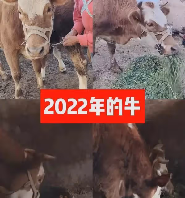 網紅小英裝窮賣慘塌房!生4個孩子送走2個,被網友曝光有4家企業
