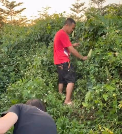 全紅嬋回老家幫爸爸除草,光腳扛鋤頭勞作,除草動作非常嫻熟