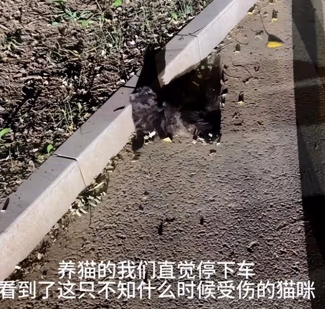 甜馨救助被碾壓的流浪貓,但在評論區里我看到人性最醜陋的一面