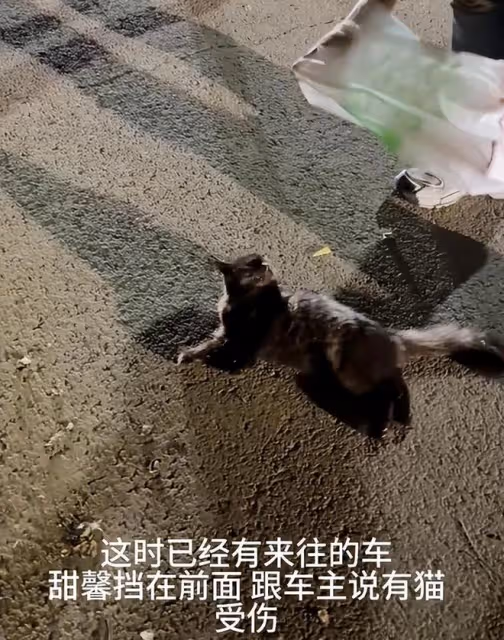 甜馨救助被碾壓的流浪貓,但在評論區里我看到人性最醜陋的一面