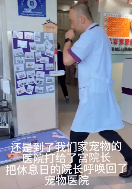 甜馨救助被碾壓的流浪貓,但在評論區里我看到人性最醜陋的一面