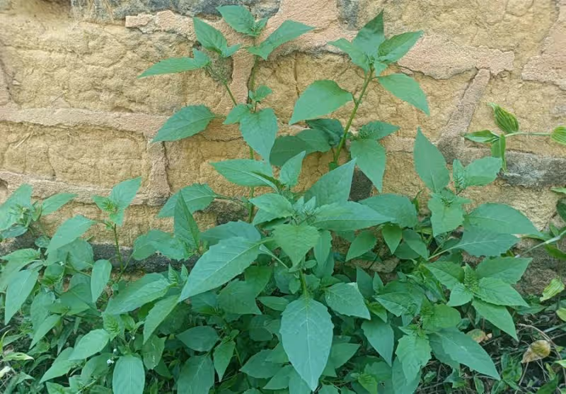 酷似辣椒苗,兒時常當零食吃,不知是珍貴的「化療草」,十分珍貴