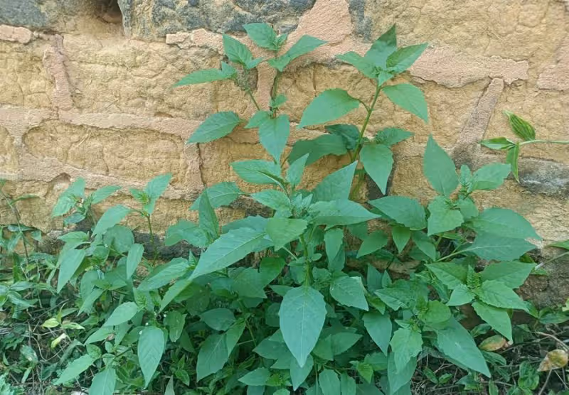 酷似辣椒苗,兒時常當零食吃,不知是珍貴的「化療草」,十分珍貴