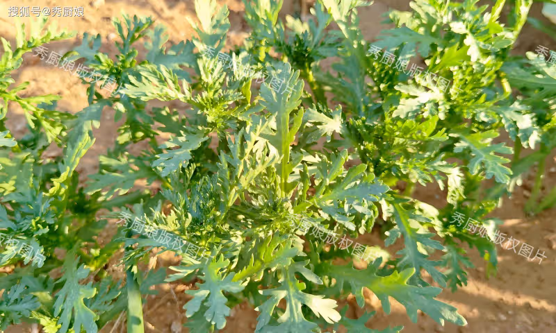 秋天這菜使勁吃,一補鉀硒、二排毒、三潤肺,四護肝,別不懂吃