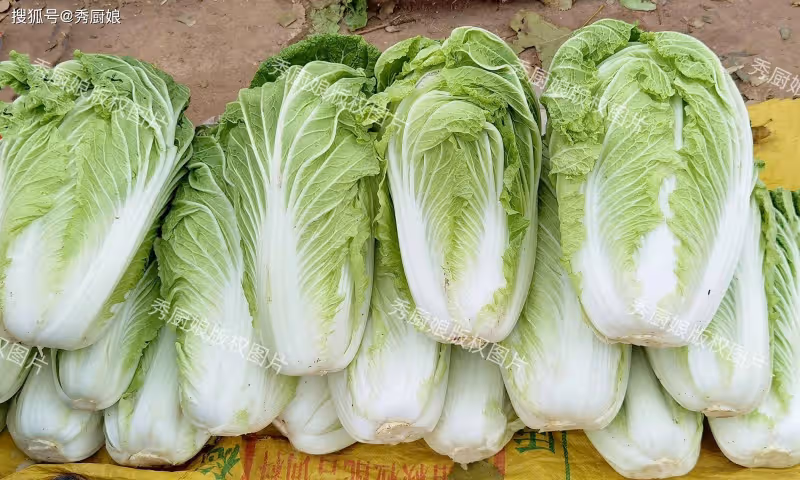 白菜保存,直接放地上是大錯!教你3招,不爛不壞,放半年都新鮮