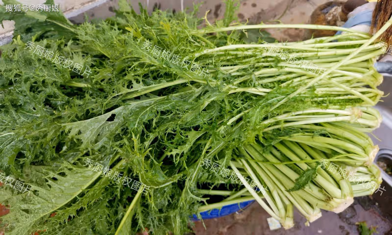秋天，這菜使勁吃，一潤肺、二護眼、三健脾、四通便，包餃子真香