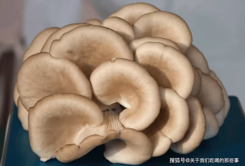 炸蘑菇,別忘了焯水!教您詳細做法,又酥脆又乾淨,越吃越香