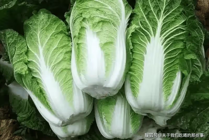 買白菜，選「綠色的」還是「黃色的」？差別很大，別再買錯了