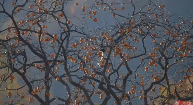 李子柒正式回歸，視頻迅速獲百萬點贊，歸來仍是獨一無二美學頂流