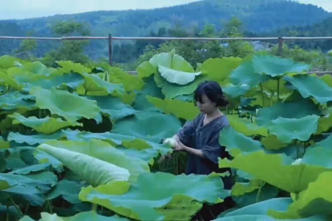 李子柒正式回歸,視頻迅速獲百萬點贊,歸來仍是獨一無二美學頂流