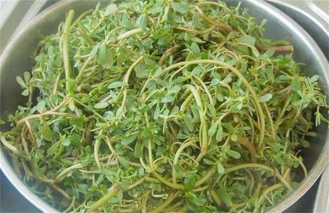 1塊錢2斤馬齒莧,不調餡不涼拌,簡單2步上桌,營養美味不發酸