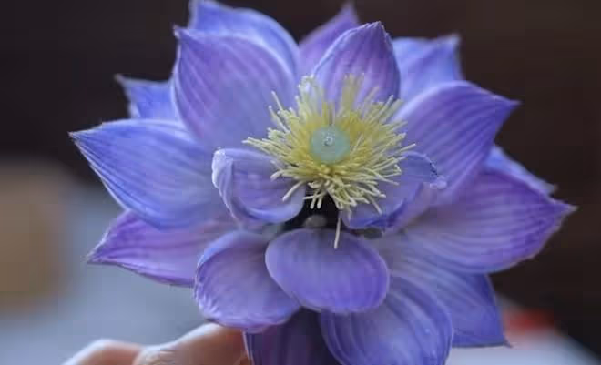 李子柒更新第三條視頻：為粉絲唱了一首歌，製作蠶絲絨花慶祝生日
