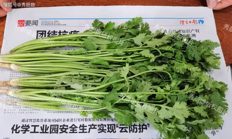 今天才發現,「香菜」保存這麼簡單!不發黃、不打蔫,放久都新鮮