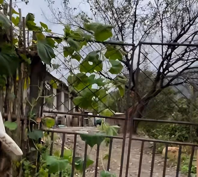 東北雨姐小院雜草叢生,院內小狗瘦成皮包骨,大鐵門上爬滿南瓜藤