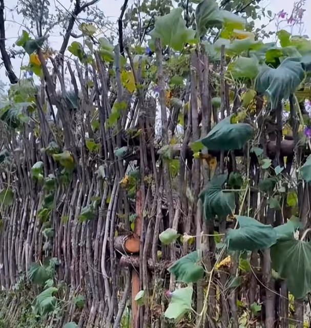 東北雨姐小院雜草叢生,院內小狗瘦成皮包骨,大鐵門上爬滿南瓜藤