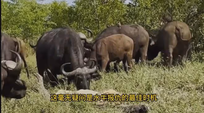 昆明燒烤店老闆娘火爆全網,是誰在操控主流媒體?