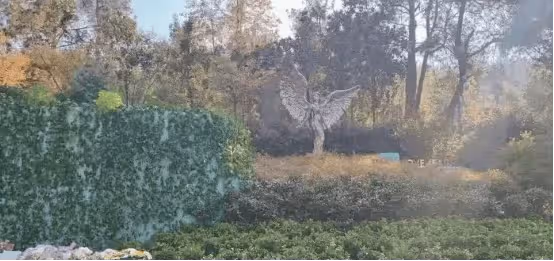 天后李玟墓地近照曝光,雜草叢生引粉絲不滿,二姐斥網紅博流量行為不妥