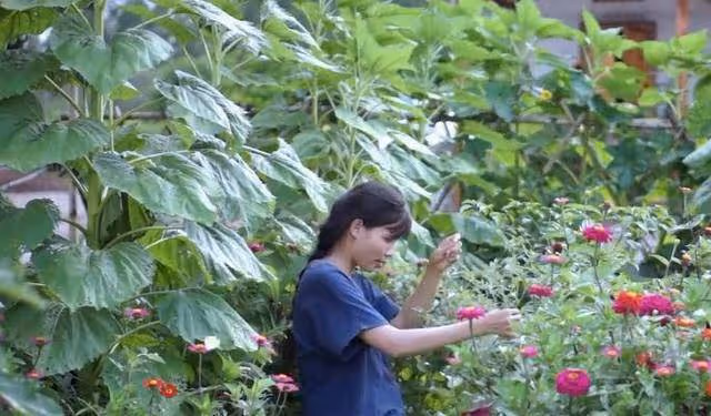 越南博主深度模仿李子柒，從造型到風格，李子柒回歸她也將復出
