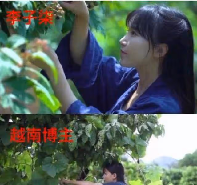 越南博主深度模仿李子柒,從造型到風格,李子柒回歸她也將復出
