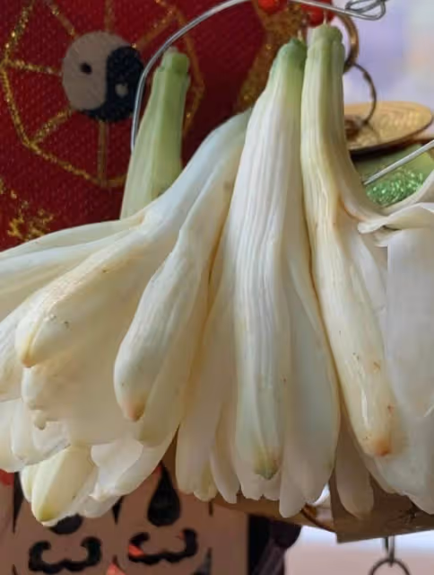 「90度鞠躬賣玉蘭花」婆婆烈日下被十幾台車拒絕！他心疼掏100元買，下秒景象超衝擊