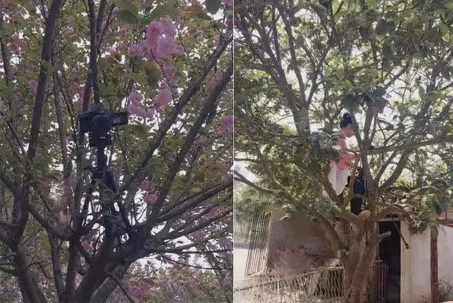 李子柒回歸，暴露了資本好手段！