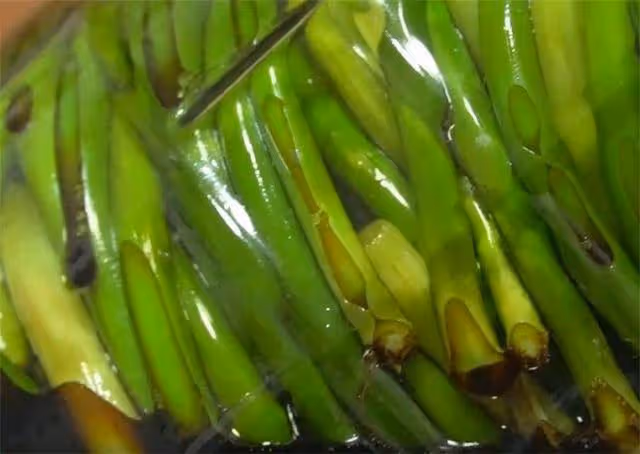 婆婆用了10幾年的腌蒜苔方法，配方精確到1克，一次5斤不夠吃