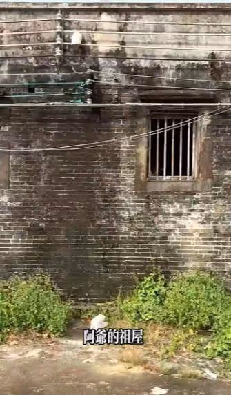 胡杏兒帶老公兒子回廣東農村老家,尋訪爺爺祖宅,素顏打扮接地氣